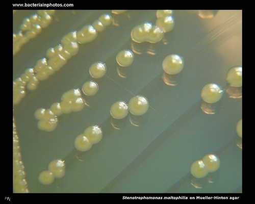 stenotrophomonas on agar